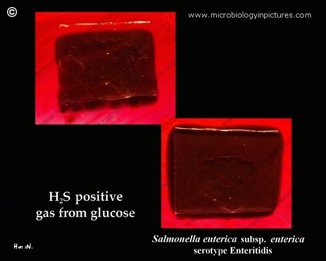 salmonella enterica hydrogen sulfide test result